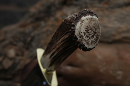 Natural antler crown handle close-up on handmade D2 steel Bowie knife